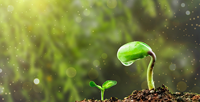 Окружающая среда и безопасность пищевых продуктов