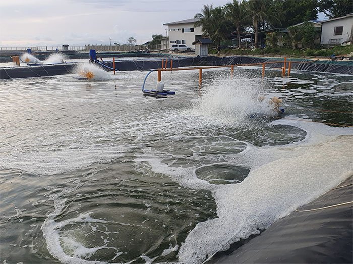 _0001_roots-blower-Shrimp-Farming