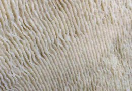 未标题-2_0005_广州隆丰化工科技有限公司