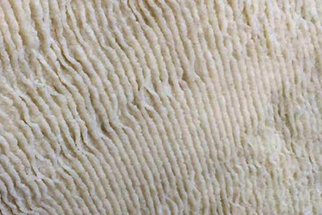 未标题-2_0005_广州隆丰化工科技有限公司