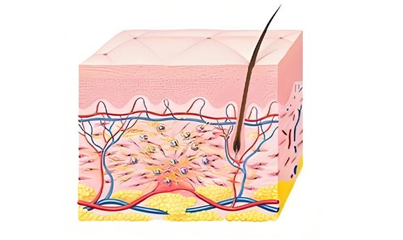 Фаза размножения: со 2-го дня до 6-й недели.