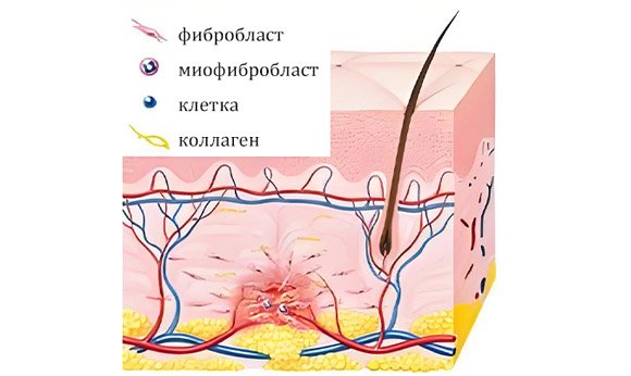 Период затвердевания: от 0 до 48 часов