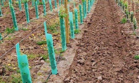 Укрытие для деревьев Защитник растений