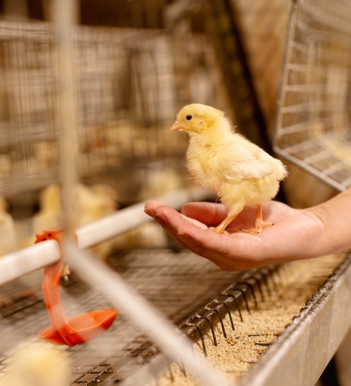 Система клеточного содержания бройлеров