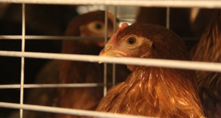 AgriMech Solutions представляет устойчивую систему управления навозом для содействия охране окружающей среды