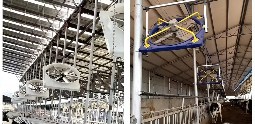 Как охладить коров в жаркую погоду? Профессиональная вентиляция и охлаждение для высокопродуктивных молочных ферм.