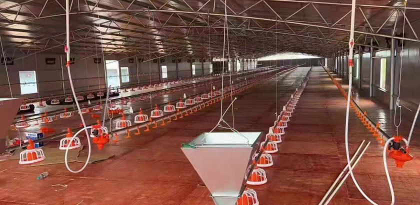 Какие существуют системы кормления птицы? Подробное руководство по современному автоматизированному оборудованию для птицеводства.