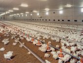 #_0002_鸡舍副图90