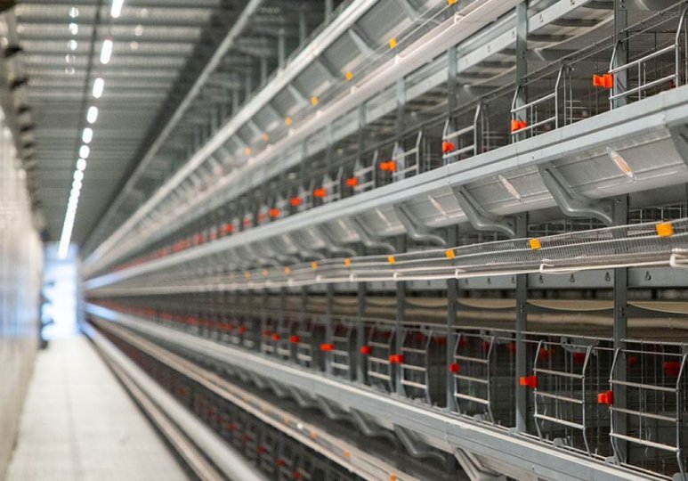 Автоматическая клетка для содержания цыплят типа H