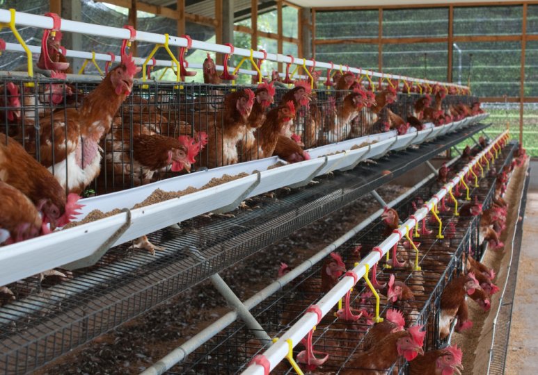 Автоматическая клетка для несушек типа А