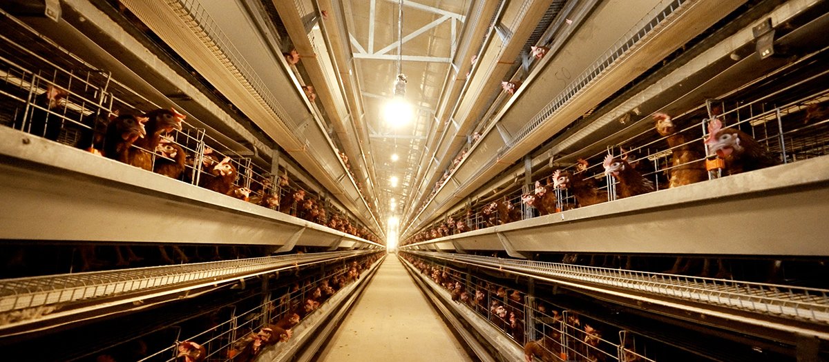 Автоматическая клетка для несушек типа H