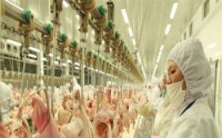 Убой птицы: кровь определяет качество Будды и туши