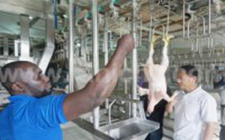 Завершен монтаж линии по убою кур производительностью 300 птиц в час в Нигерии