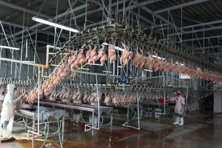 Линия по убою кур RANICHE 10000BPH