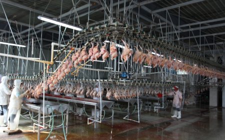 Основные этапы линии убоя птицы ниши RA