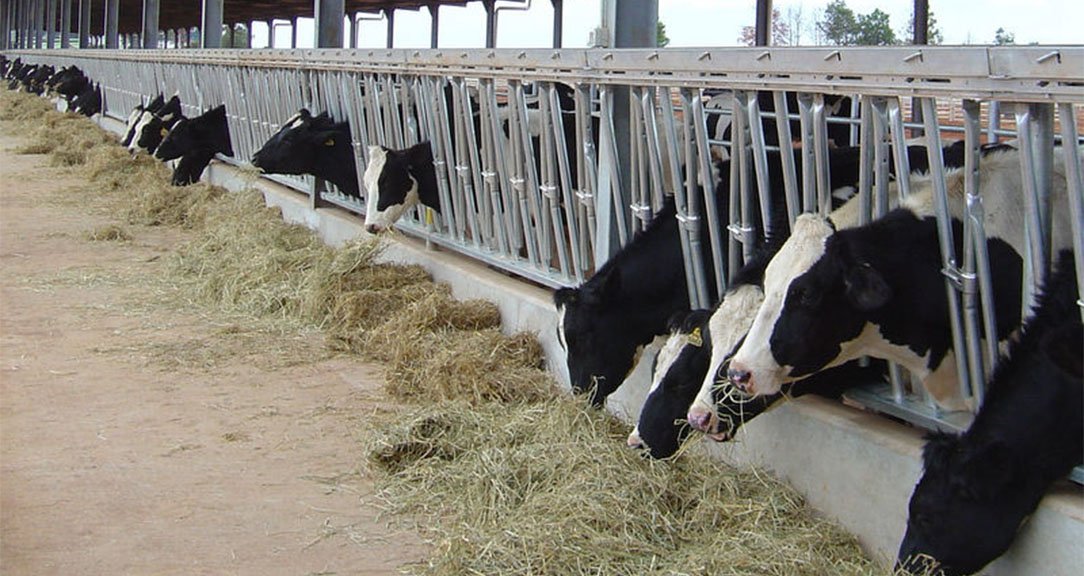 Австралия Коровник picture