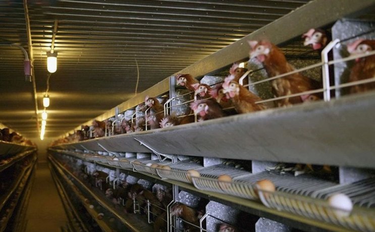 Стальной каркас для птичника