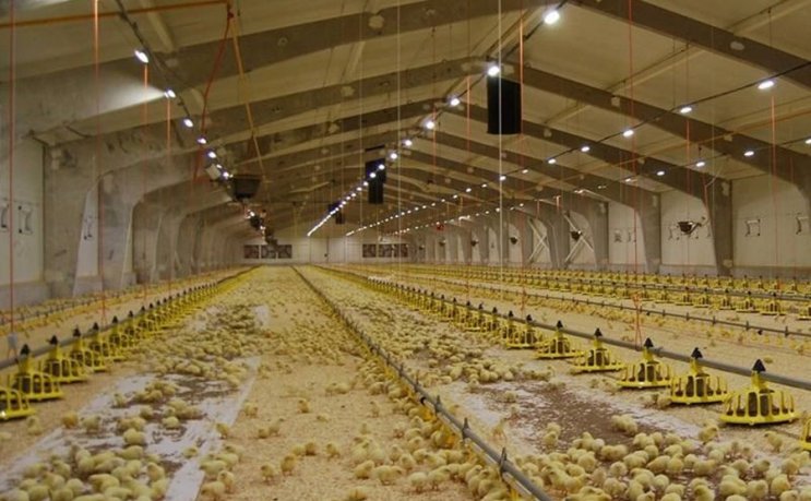 Современная птицеферма Птичник